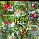 JALAPEÑOS, 10 VARIETIES, 10 X 10 (100) SEEDS Capsicum annuum, (1)