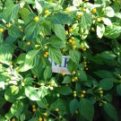 Aji Charapita, 10 SEEDS,Capsicum frutescens, homegrown (129)