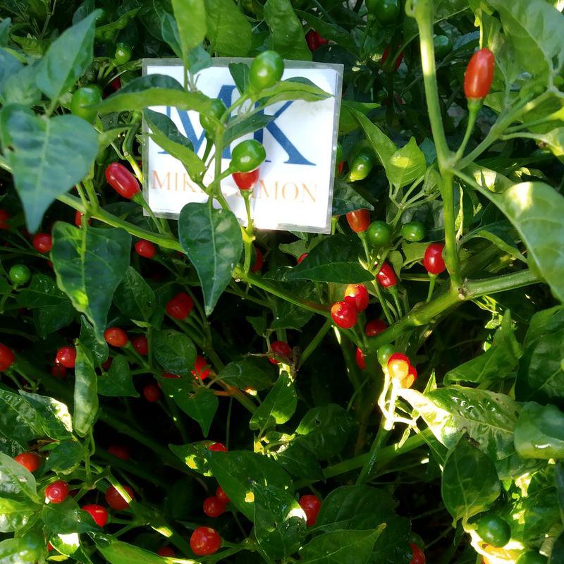 Aji Charapita Red, 10 seeds,  Capsicum chinense (399)