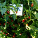 Aji Charapita Red, 10 seeds,  Capsicum chinense (399)