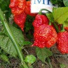 Carolina Reaper, 10 seeds, Capsicum chinense, homegrown (200)