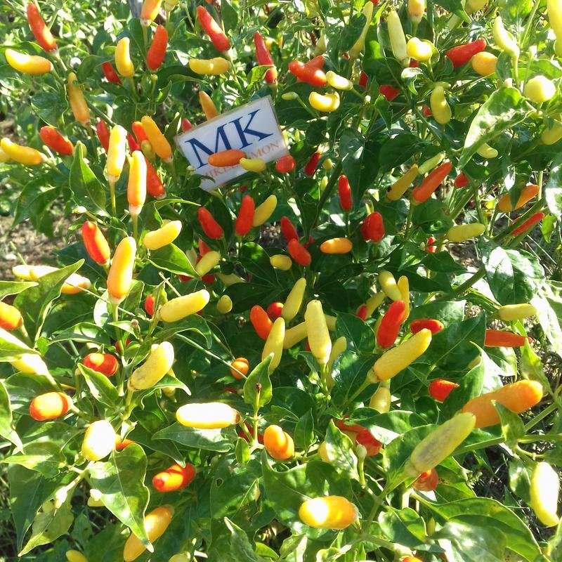 Tabasco ,Capsicum frutescens,20