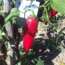 JALAPEÑO CRAIGS GRANDE 20 SEEDS Capsicum annuum