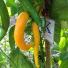 Aji Cedrino,20 seeds,Capsicum annuum,cosecha propia (335)