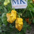 7 Pod Primo x Habanero Chocolate,10 seeds,Capsicum chinense (436)