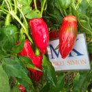 JALAPEÑO "TAM" 20 ,SEEDS Capsicum annuum,