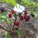 SCARLET LANTERN PERU X CGN 21500,20 SEEDS,Capsicum chinense
