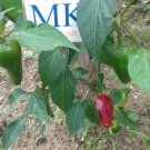PIMIENTO d'ESPELETTE, 20 ,SEEDS Capsicum annuum