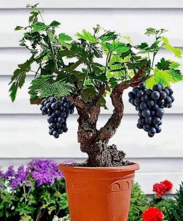 50pcs/bag Miniature ANGGUR Grape Vine Seeds