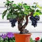 50pcs/bag Miniature ANGGUR Grape Vine Seeds