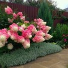 50pcs/bag Vanilla Strawberry Hydrangea Flower Seeds