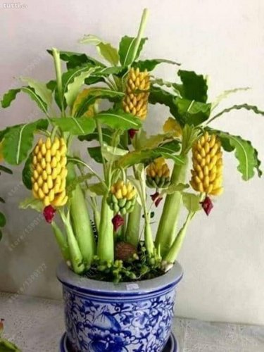 100pcs/bag Rare Pisang Banana Seeds