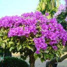 100 Seeds - Ungu Bougainvillea Spectabilis Willd Seeds