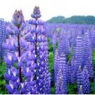 100 Seeds Lupine Perennis