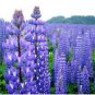 100 Seeds Lupine Perennis