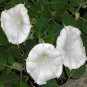 SADHE 20 Seeds Moonflower
