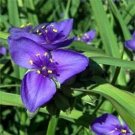 SADHE 50 Seeds Ohio Spiderwort- Tradescantia