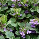 SADHE 25 Seeds Ground Ivy- (Glechoma Hederacea)