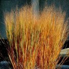 SADHE 250 Seeds Dacotah Switch Grass