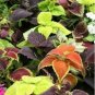 SADHE 100 Seeds Coleus- Rainbow Mix
