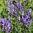 SADHE 25 Seeds Monkshood- Aconitum Napellus
