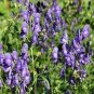 SADHE 25 Seeds Monkshood- Aconitum Napellus
