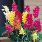 SADHE 200 Seeds Snapdragon- Northern Lights Mix