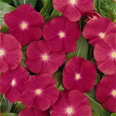 SADHE 50 Seeds Vinca- Periwinkle Rose