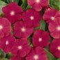 SADHE 50 Seeds Vinca- Periwinkle Rose
