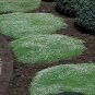 SADHE 100 Seeds Irish Moss