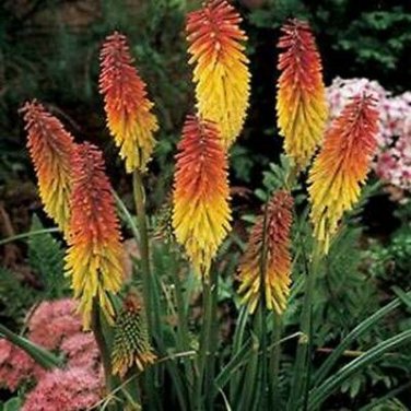 SADHE 50 Seeds Red Hot Poker- Kniphofia Uvaria