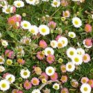 SADHE 50 Seeds Erigeron Karvinskianus Profusion