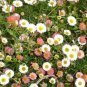 SADHE 50 Seeds Erigeron Karvinskianus Profusion