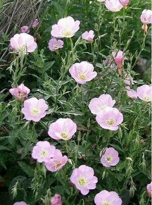 SADHE 200 Seeds Evening Primose- Pink