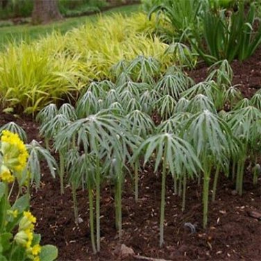 SADHE 100 Seeds Umbrella Plant- Cyperus Alternifolius