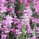 SADHE 100 Seeds Salvia- Pink Sundae