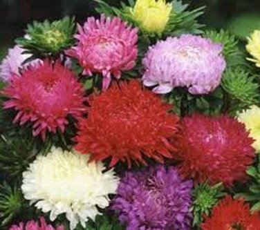 SADHE 50 Seeds Aster - Peony Duchess- Mixed