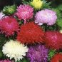 SADHE 50 Seeds Aster - Peony Duchess- Mixed
