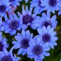 SADHE 25 Seeds Blue Daisy-Felicia Heterophylla Blue