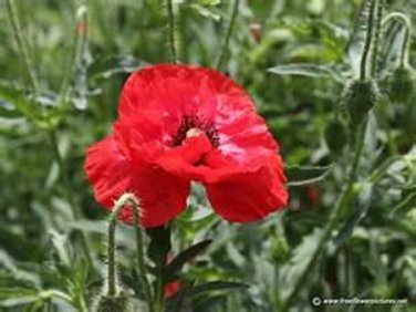 SADHE 500 Seeds Poppy- Shirley corn - Red