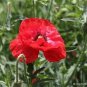 SADHE 500 Seeds Poppy- Shirley corn - Red