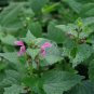SADHE 200 Seeds Horehound- Marrubium Vulgare