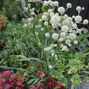 SADHE 50 Seeds Rattlesnake Master- Eryngium