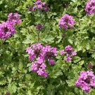 SADHE 50 Seeds Verbena- Canadensis (violet)