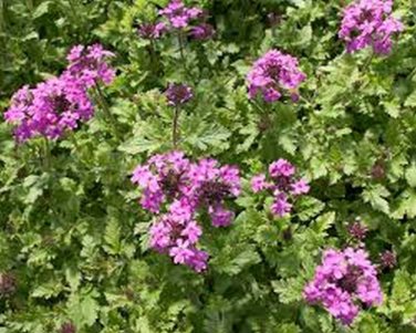 SADHE 50 Seeds Verbena- Canadensis (violet)