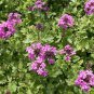 SADHE 50 Seeds Verbena- Canadensis (violet)
