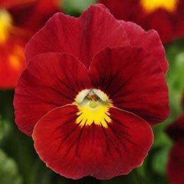 SADHE 50 Seeds Pansy- Scarlet