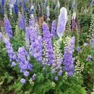 SADHE 50 Seeds Delphinium / Larkspur- Lilac Spire