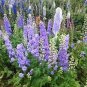 SADHE 50 Seeds Delphinium / Larkspur- Lilac Spire