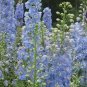 SADHE 50 Seeds Delphinium / Larkspur- Summer Skies